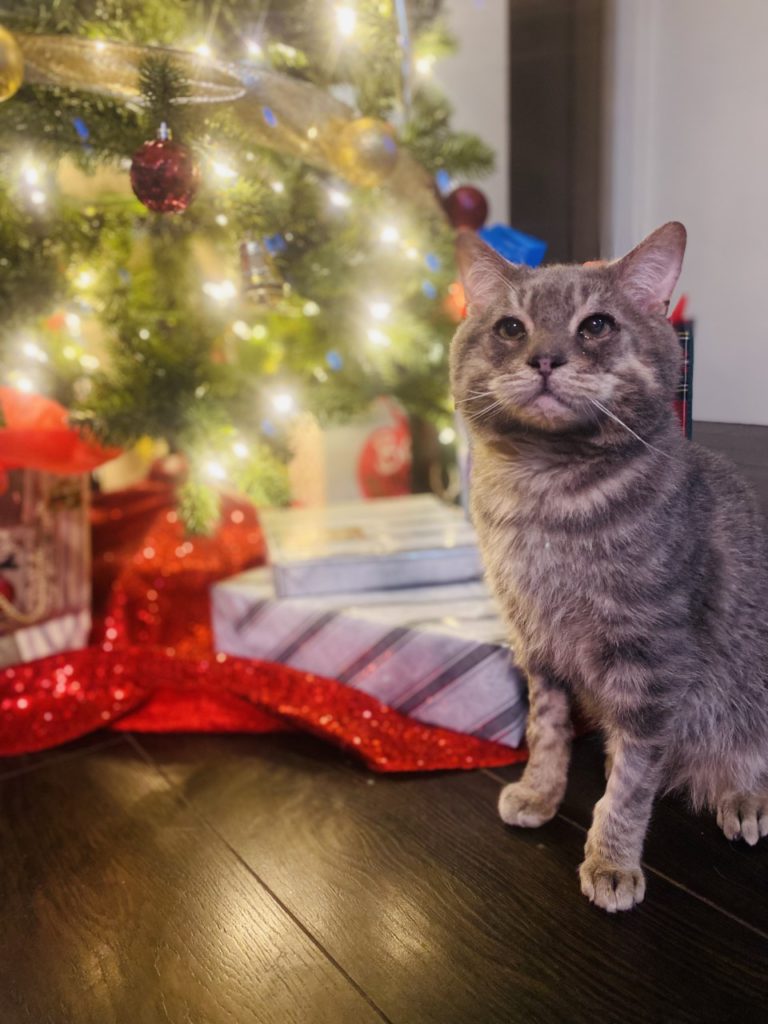Pet Of The Week: Henry