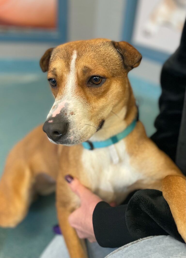 Pet of The Week: Cinnamon
