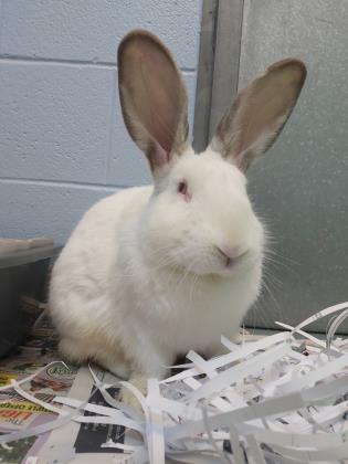 Pet of The Week: Bon Bon