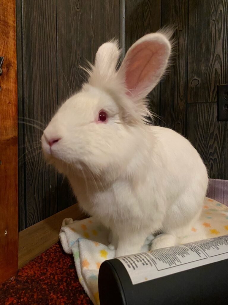 Pet of The Week: Chiffon
