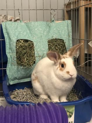 Pet of The Week: Tron