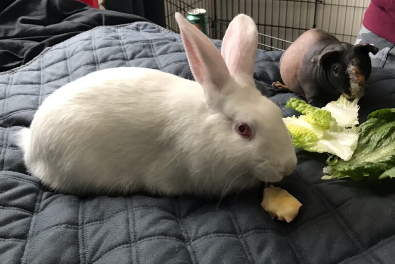 Pet of The Week: Crackle