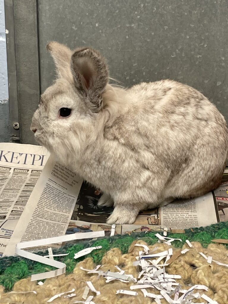 Pet of The Week: Mixie