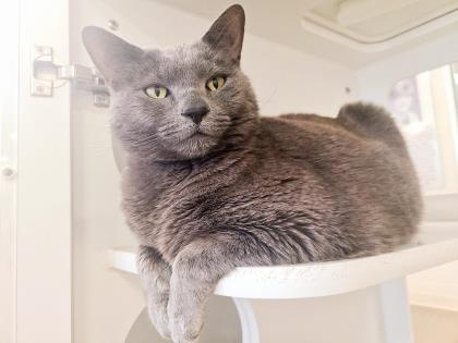 Pet of The Week: Raz