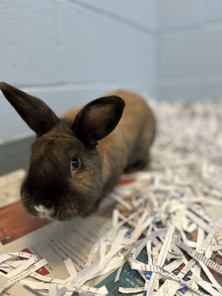 Pet of The Week: Timothy