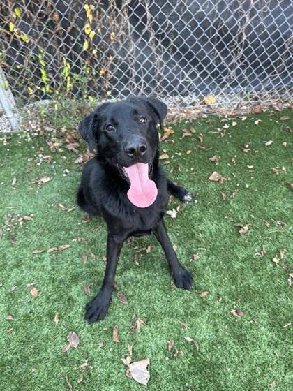 Pet of the Week