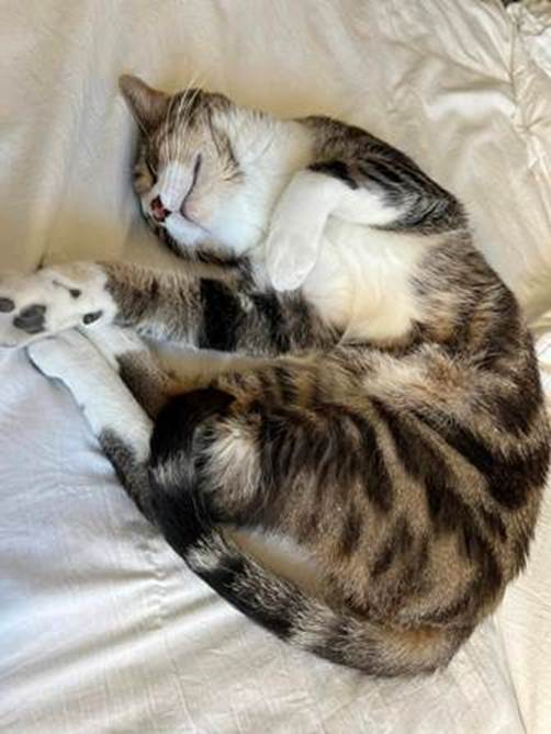 Pet of the Week