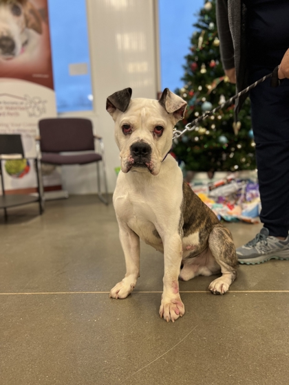 Pet of the Week