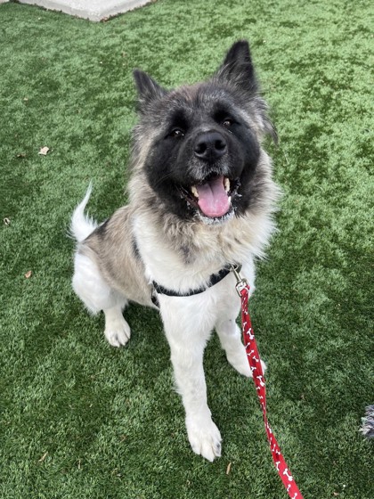 Pet of the Week