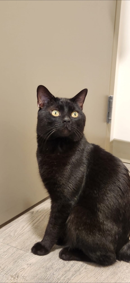 Pet of the Week