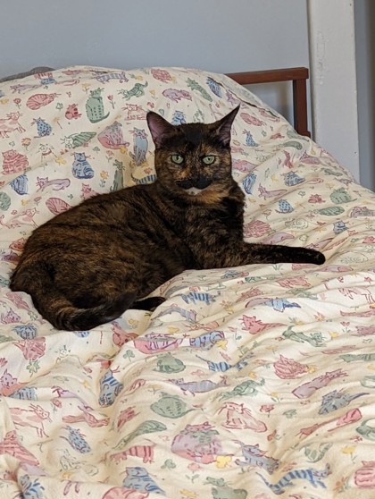 Pet of the Week