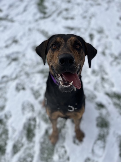 Pet of the Week