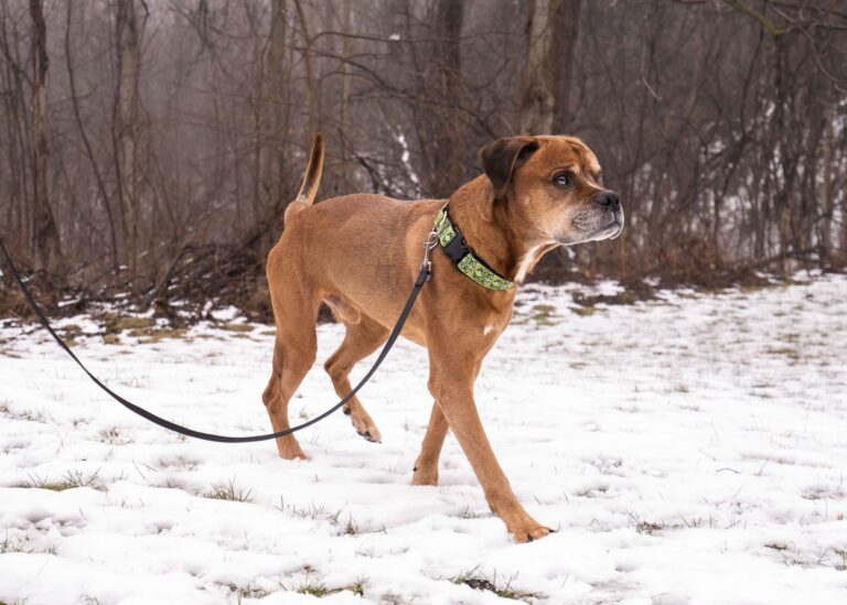Pet of the Week