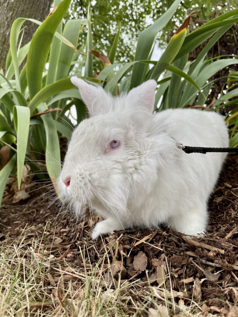 Pet of the Week