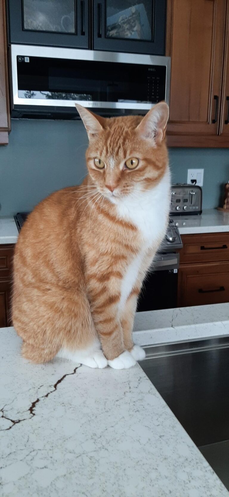 Pet of the Week – Charlie