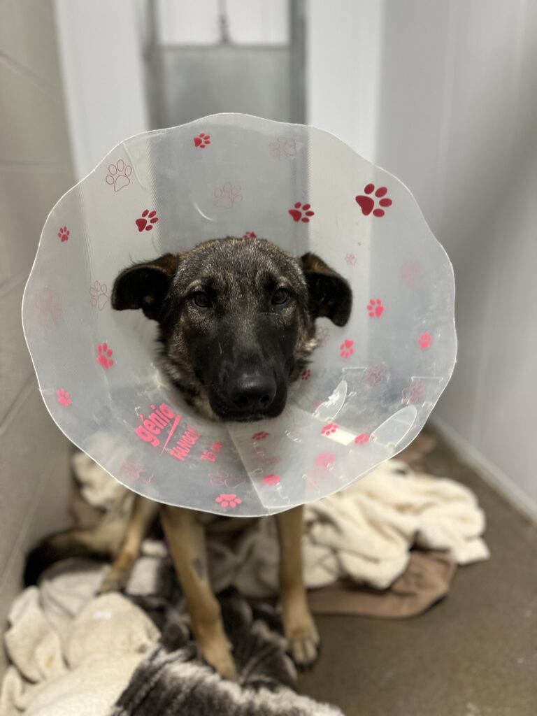 Community comes through to help injured one-year-old dog