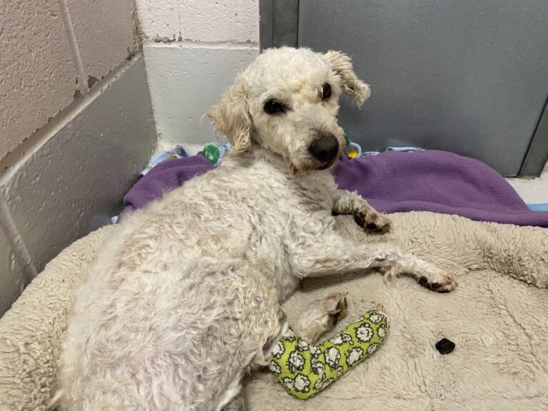 Urgent appeal launched to help with medical and care costs for eight-year-old dog