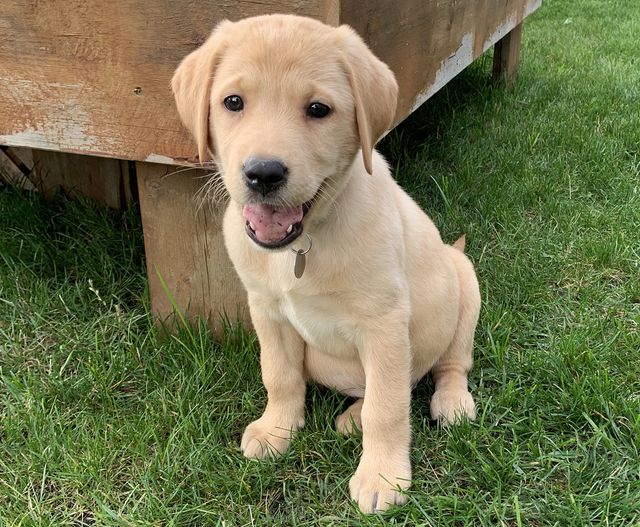 2024 pet tags now available in Stratford