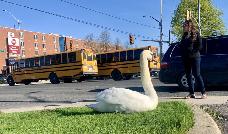 Stratford swan took a break…in the middle of a busy intersection
