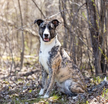 Humane Society announces summer events for pet lovers