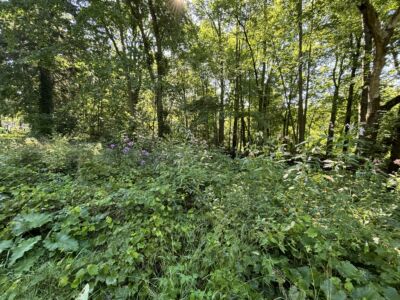 Discover more about the battle against invasive plants
