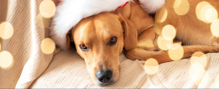 Humane Society holiday fundraiser is its biggest of the year