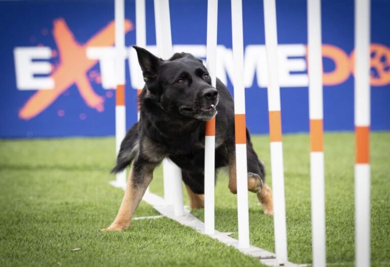 Entertainment meets education as dog stunt show comes to Stratford