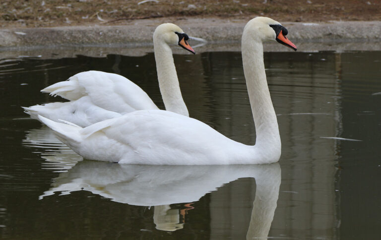 Beloved swans will soon return to the Avon River